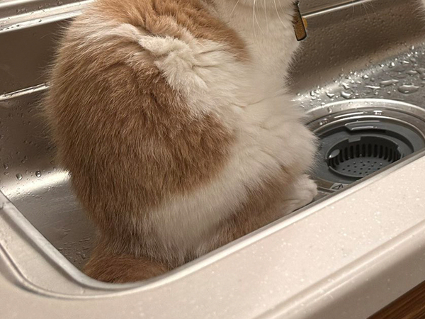 飼い主が掃除をしていると？　まさかの光景に「圧がスゴイ」「キュンとした」