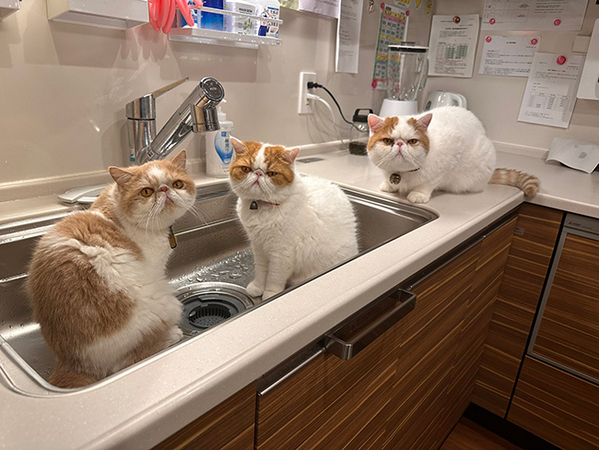 飼い主が掃除をしていると？　まさかの光景に「圧がスゴイ」「キュンとした」