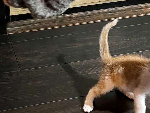 自分より遥かに大きな犬を見た子猫　飼い主が撮ったのは？「そりゃ固まるわ」