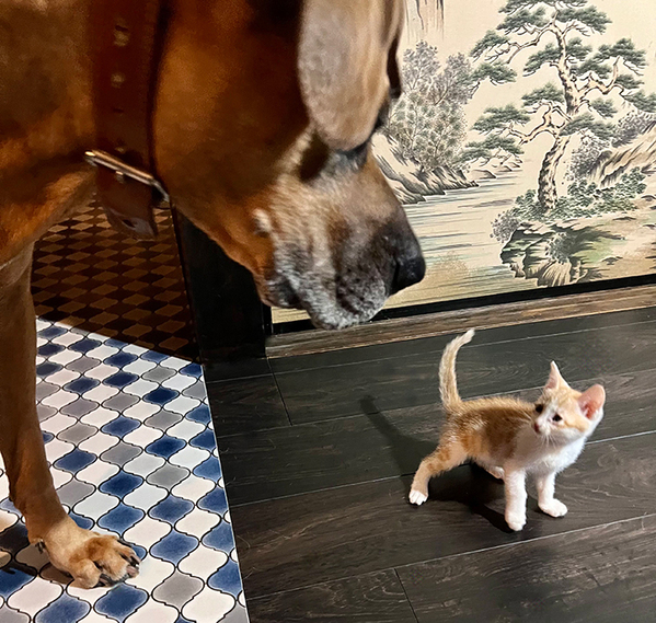 自分より遥かに大きな犬を見た子猫　飼い主が撮ったのは？「そりゃ固まるわ」