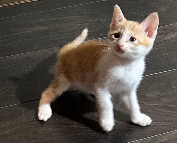 自分より遥かに大きな犬を見た子猫　飼い主が撮ったのは？「そりゃ固まるわ」