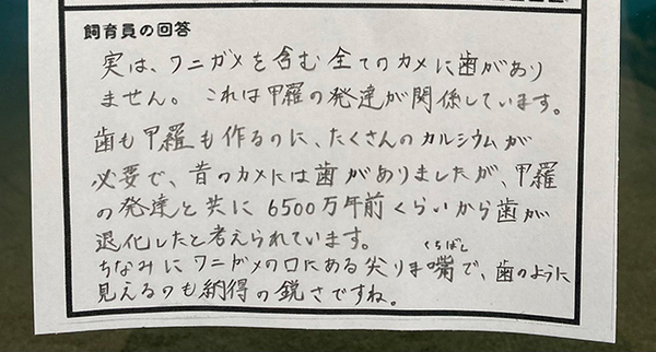 自由研究になるかも？　約6500万年前と今、カメの違いに「なるほど！」