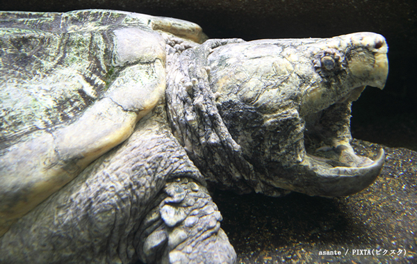自由研究になるかも？　約6500万年前と今、カメの違いに「なるほど！」