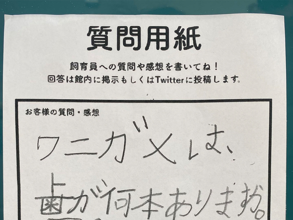 自由研究になるかも？　約6500万年前と今、カメの違いに「なるほど！」