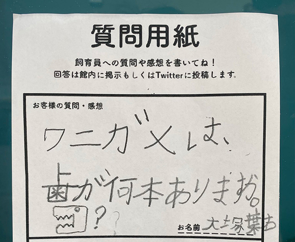 自由研究になるかも？　約6500万年前と今、カメの違いに「なるほど！」