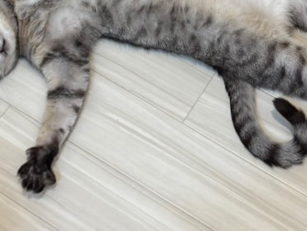 『オヤツくれ…』　自宅で目撃したものに「吹いた」「完全に事件のニオイがします」