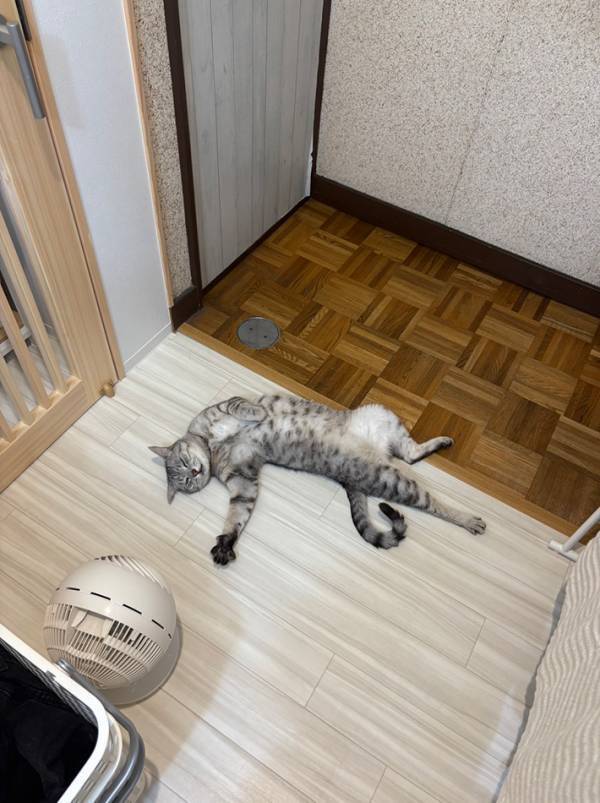 『オヤツくれ…』　自宅で目撃したものに「吹いた」「完全に事件のニオイがします」