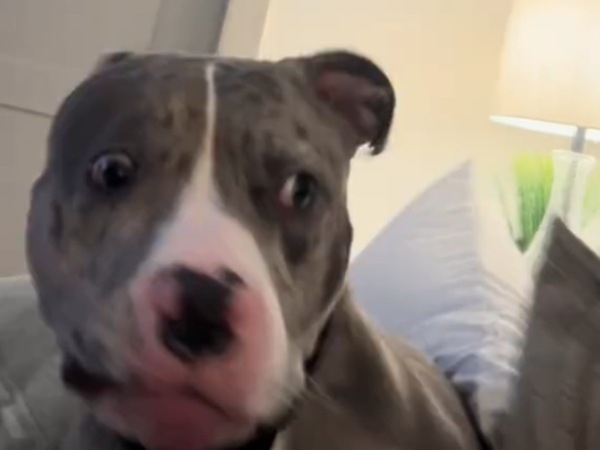 「今何時だ？」　帰宅が遅くなった女性　すると留守番していた犬が？