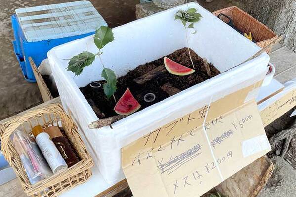 『オスとメス2匹で500円』　カブトムシが販売されていると思いきや？「笑った」「全自動すげぇ」