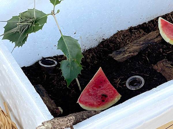 『オスとメス2匹で500円』　カブトムシが販売されていると思いきや？「笑った」「全自動すげぇ」