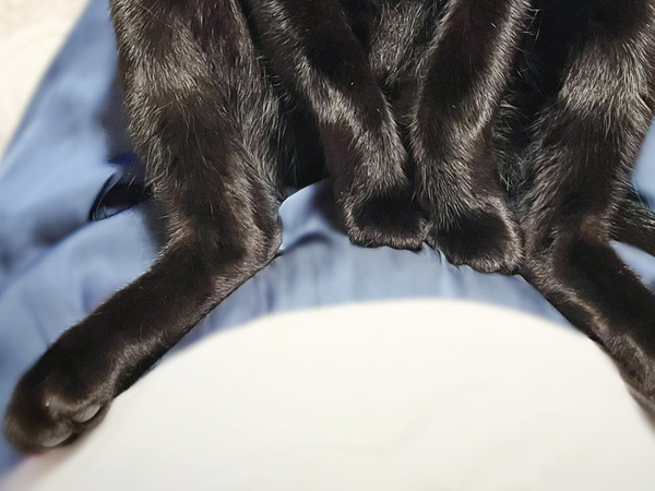 「んきゃぁんわぃぃいい！」　2歳の猫が見せたポーズに、飼い主が悶絶したワケ