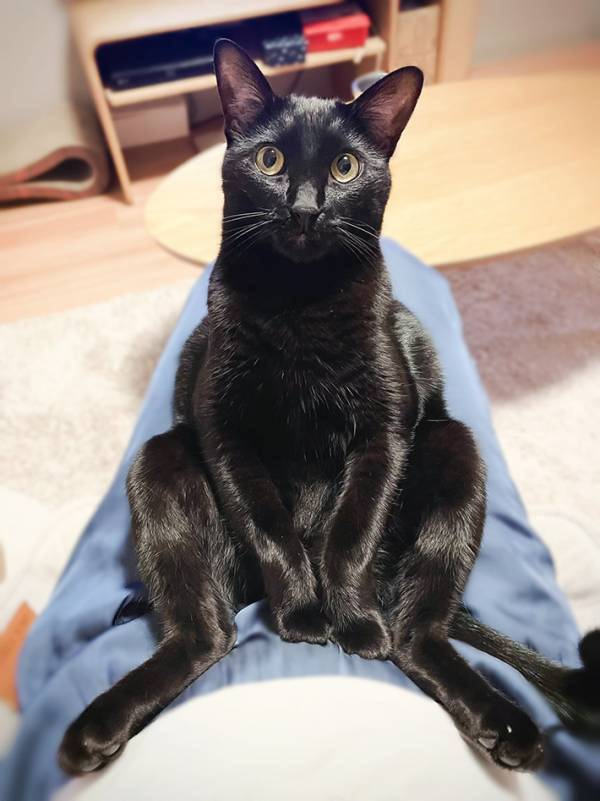 「んきゃぁんわぃぃいい！」　2歳の猫が見せたポーズに、飼い主が悶絶したワケ
