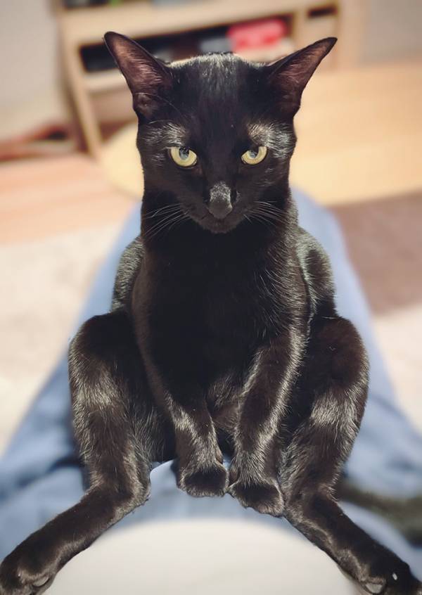 「んきゃぁんわぃぃいい！」　2歳の猫が見せたポーズに、飼い主が悶絶したワケ