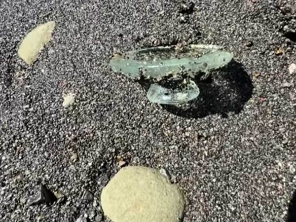 これ何か知ってる？　海で見つけた『お宝』に「初めて見た…」