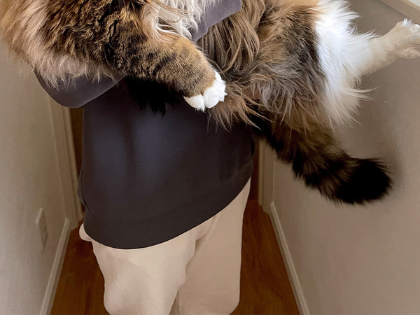 「今からコストコ行ってくる」　飼い主が抱き上げた北欧猫、ビジュアルが？