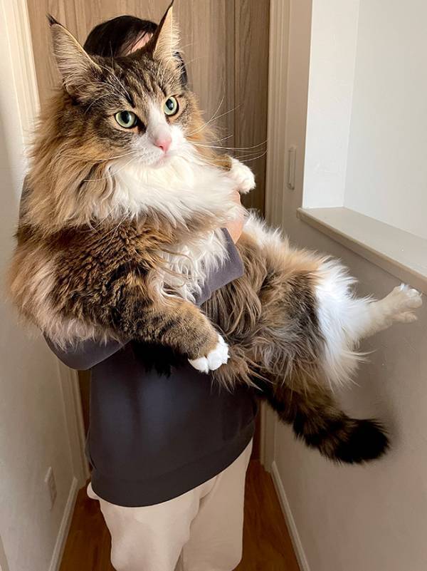 「今からコストコ行ってくる」　飼い主が抱き上げた北欧猫、ビジュアルが？