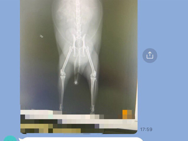 飼い主「がんの腫瘍なのでは」　病院で診てもらった結果…「爆笑した」「すごいパワーワード」