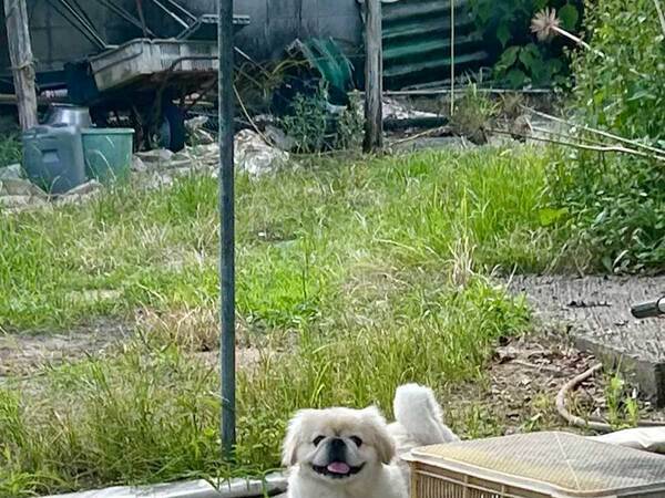 飼い主「狙われていることに気付かず、ニッコニコ」　愛犬の後ろに写っていたのは…