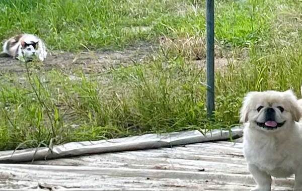 飼い主「狙われていることに気付かず、ニッコニコ」　愛犬の後ろに写っていたのは…