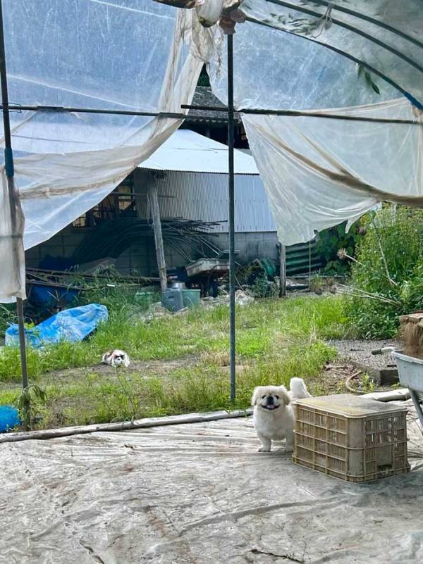 飼い主「狙われていることに気付かず、ニッコニコ」　愛犬の後ろに写っていたのは…