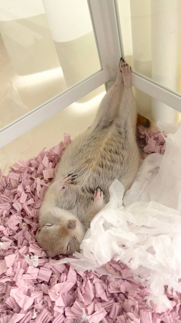 美意識が高いリス？　まさかのポーズに「美しさは忍耐」「思わず笑った」