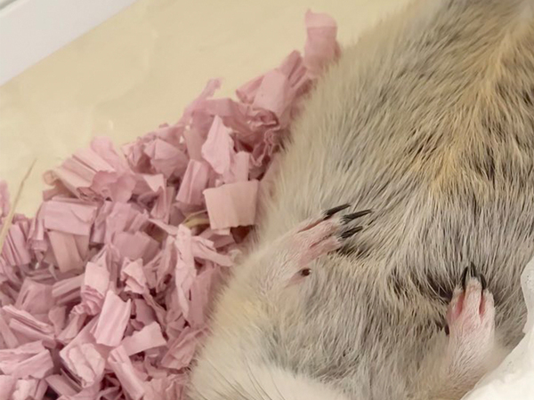 美意識が高いリス？　まさかのポーズに「美しさは忍耐」「思わず笑った」