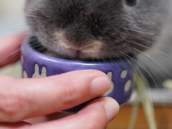 ウサギに桃をあげると…　表情に「大笑いした」「かわいすぎ」