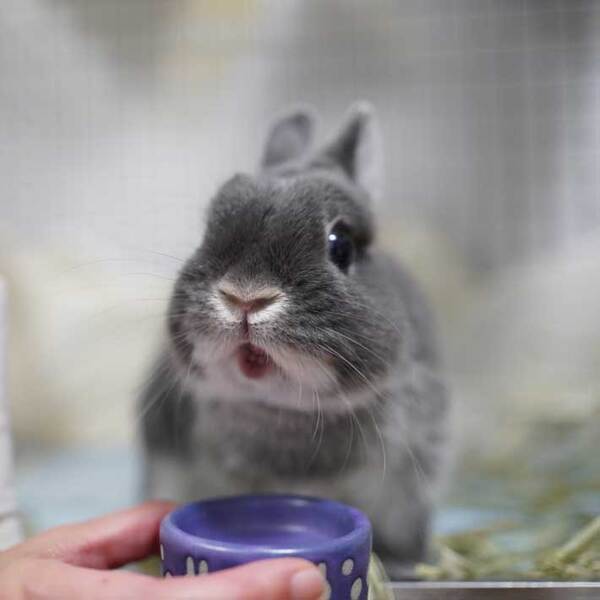 ウサギに桃をあげると…　表情に「大笑いした」「かわいすぎ」