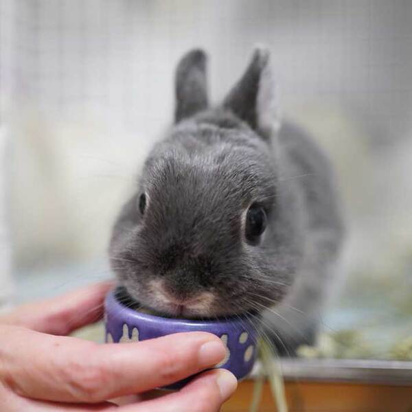 ウサギに桃をあげると…　表情に「大笑いした」「かわいすぎ」