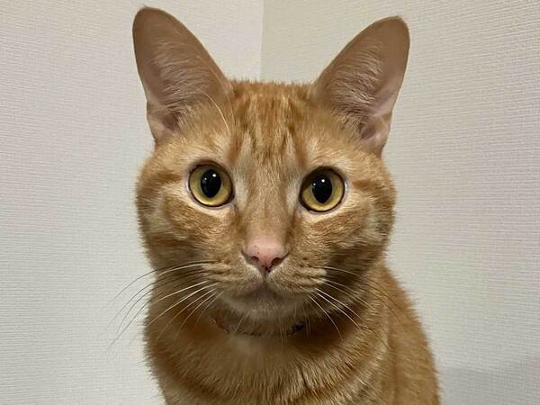 ギャップがすごい！？　普段と『提出用』の猫の違いに17万いいね！