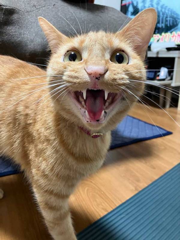 ギャップがすごい！？　普段と『提出用』の猫の違いに17万いいね！