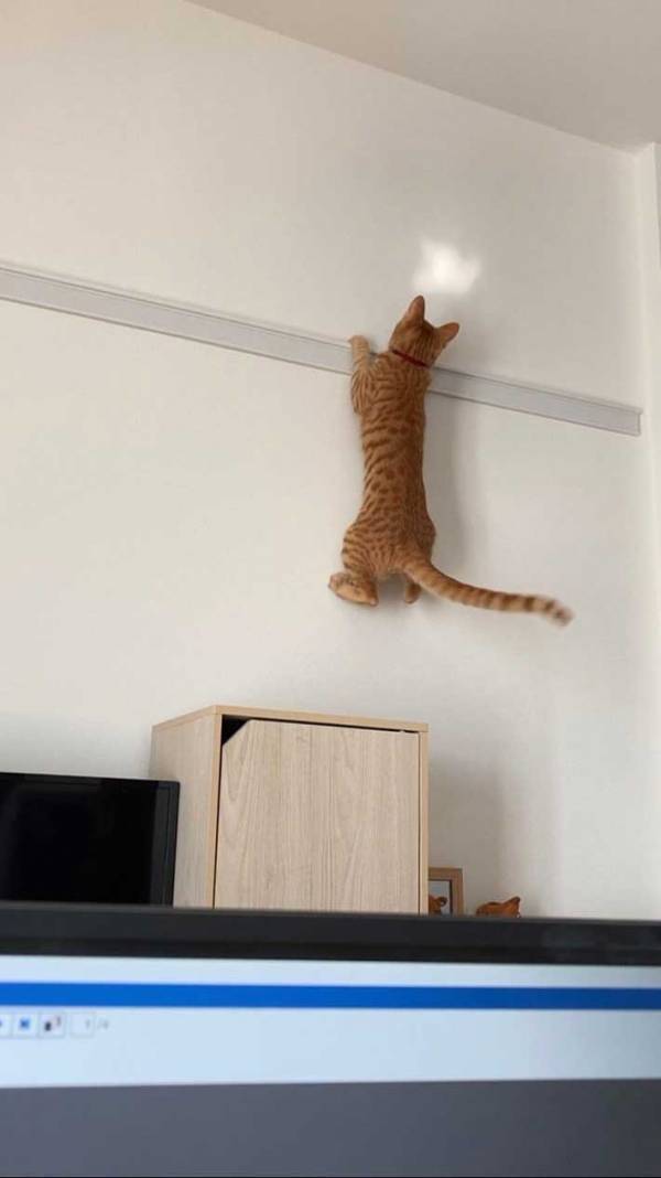 ギャップがすごい！？　普段と『提出用』の猫の違いに17万いいね！