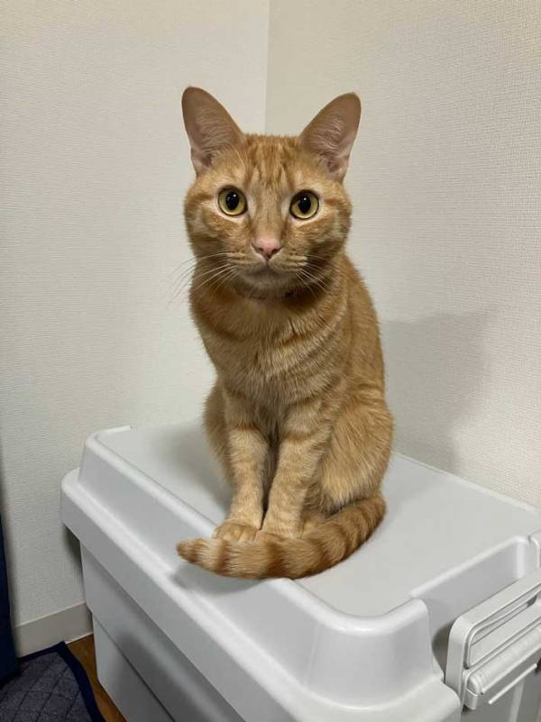 ギャップがすごい！？　普段と『提出用』の猫の違いに17万いいね！