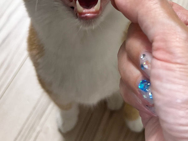 飼い主がお刺身をあげようとすると…　その様子に「笑った」「サイズ合ってないよ！」