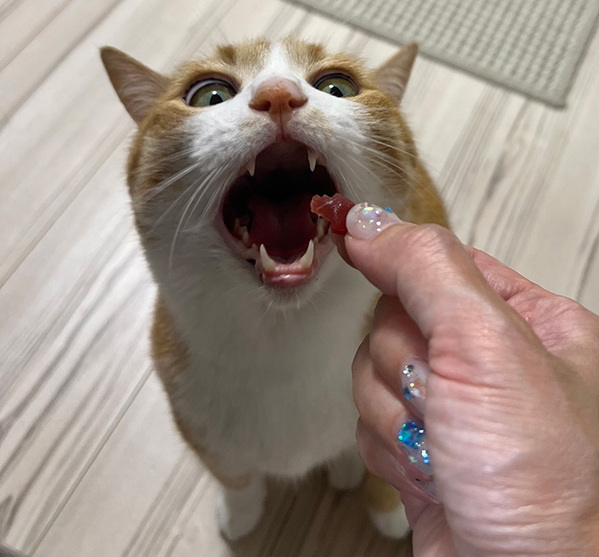 飼い主がお刺身をあげようとすると…　その様子に「笑った」「サイズ合ってないよ！」