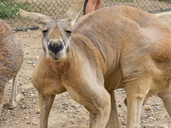ヨチヨチ歩く赤ちゃんカンガルーが…？　動画に「世界一キュート」「抱きしめたい！」