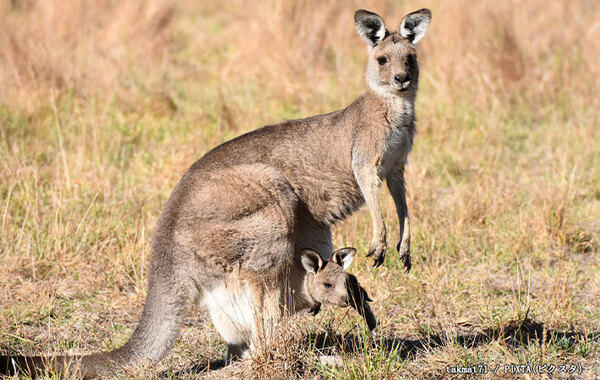 ヨチヨチ歩く赤ちゃんカンガルーが…？　動画に「世界一キュート」「抱きしめたい！」