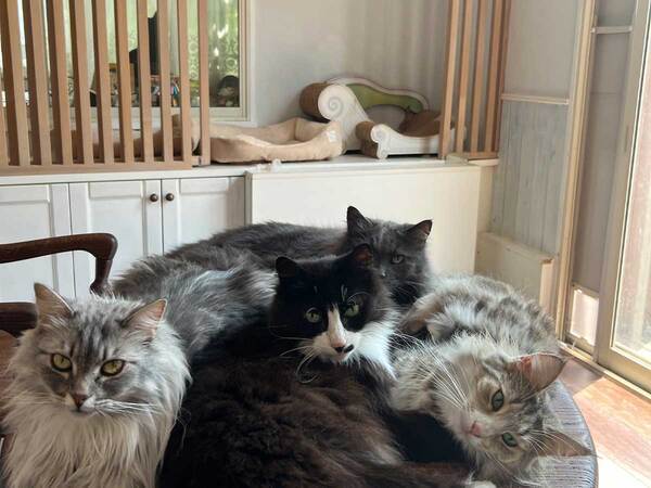 それ逆に暑くない？　エアコンの風で涼む猫、その様子が…「笑った」「たまらん」