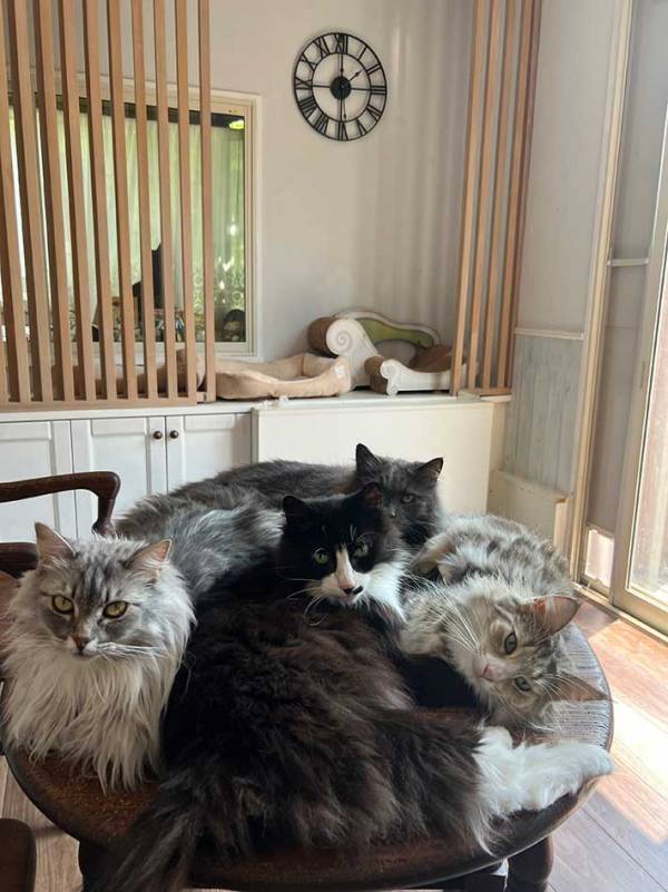 それ逆に暑くない？　エアコンの風で涼む猫、その様子が…「笑った」「たまらん」