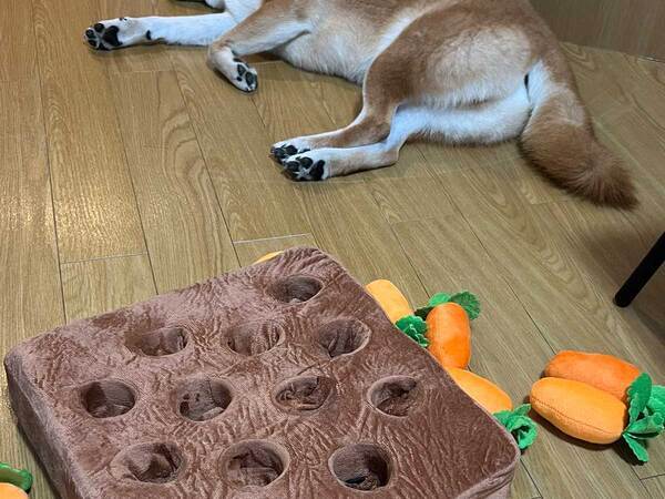 オモチャで遊ぶ柴犬　寝落ちした後の状況が…「笑った」「おかしいだろ」