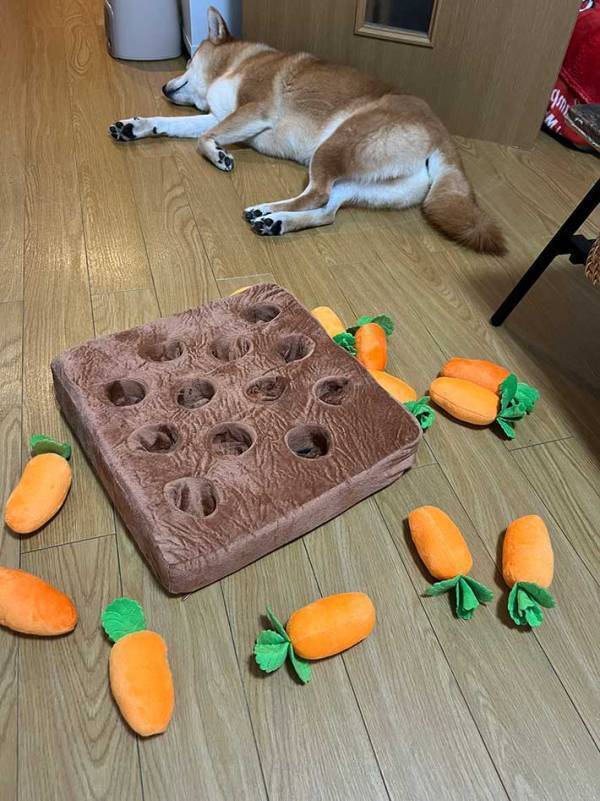 オモチャで遊ぶ柴犬　寝落ちした後の状況が…「笑った」「おかしいだろ」