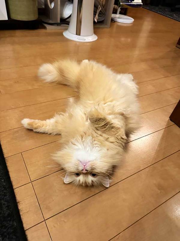 「エアコンと扇風機前を占拠してこの顔」　帰宅した飼い主が吹き出した『表情』が？