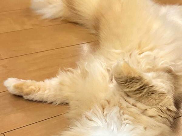 「エアコンと扇風機前を占拠してこの顔」　帰宅した飼い主が吹き出した『表情』が？