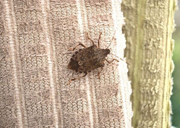 カメムシは白い洗濯物が好き？　企業が教える理由に「もっと早く知りたかった」