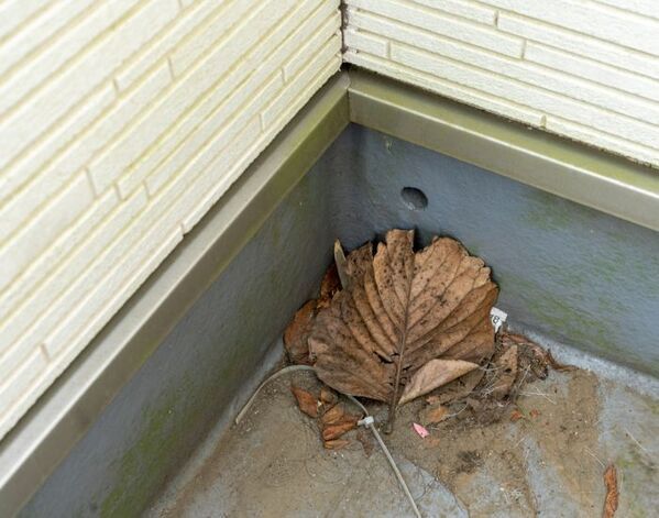 カメムシは白い洗濯物が好き？　企業が教える理由に「もっと早く知りたかった」