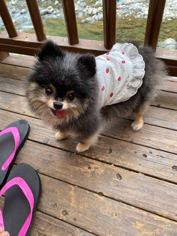 犬がリモコンを隠していたら…　飼い主に見せた反応に「わるっ！」