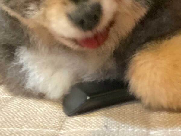 犬がリモコンを隠していたら…　飼い主に見せた反応に「わるっ！」