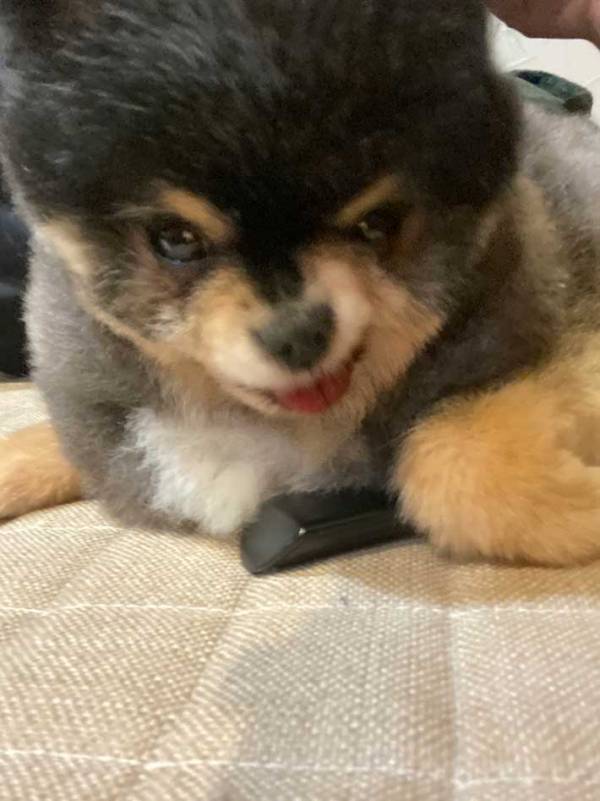 犬がリモコンを隠していたら…　飼い主に見せた反応に「わるっ！」