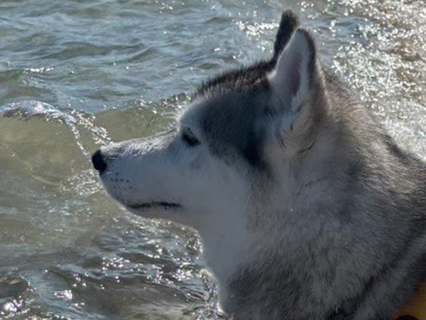 波打ち際でたそがれるハスキー　通りすがりの人にかけられた言葉が？