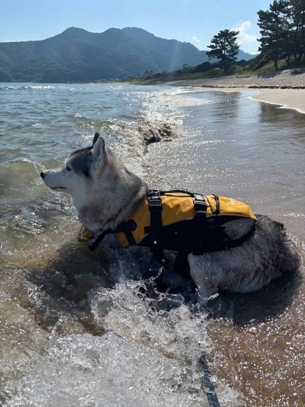 波打ち際でたそがれるハスキー　通りすがりの人にかけられた言葉が？